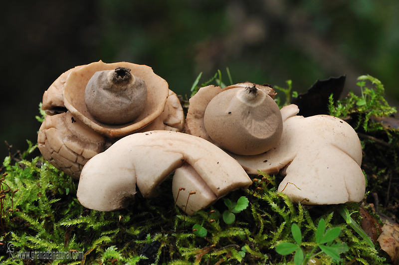 Geastrum triplex Jungh. Gasterales de Granada