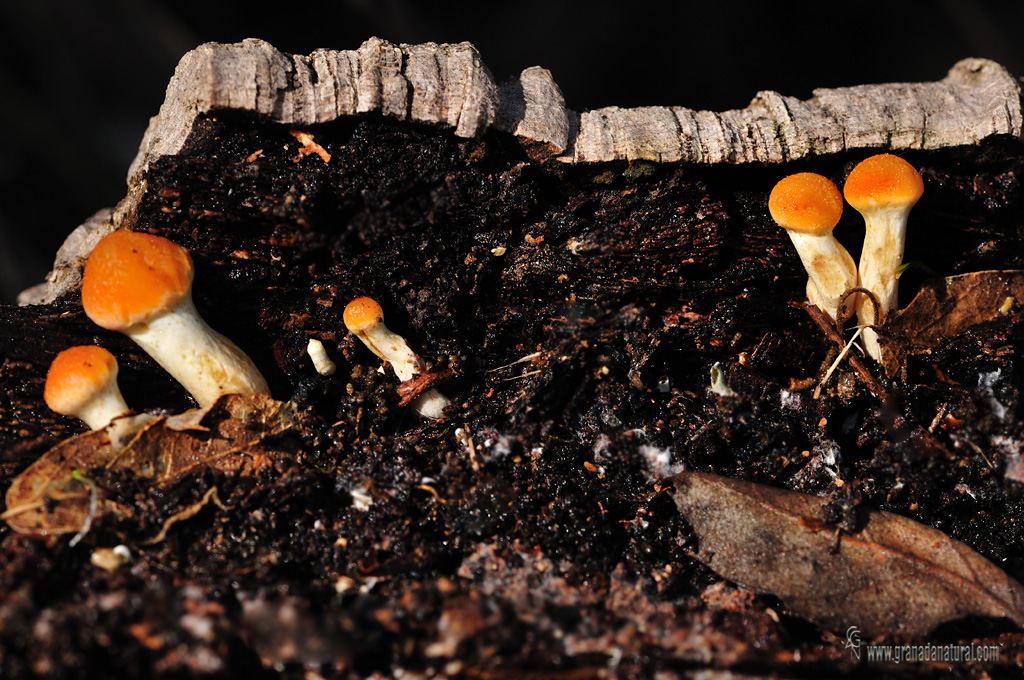 Gimnopilus suberis hbitat. Hongos de Granada