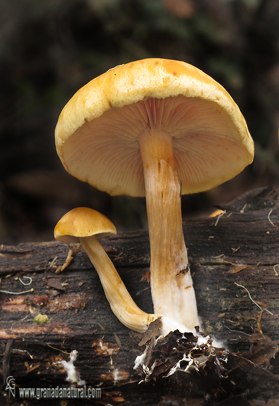 Gymnopilus penetrans láminas y pié. Hongos de Granada