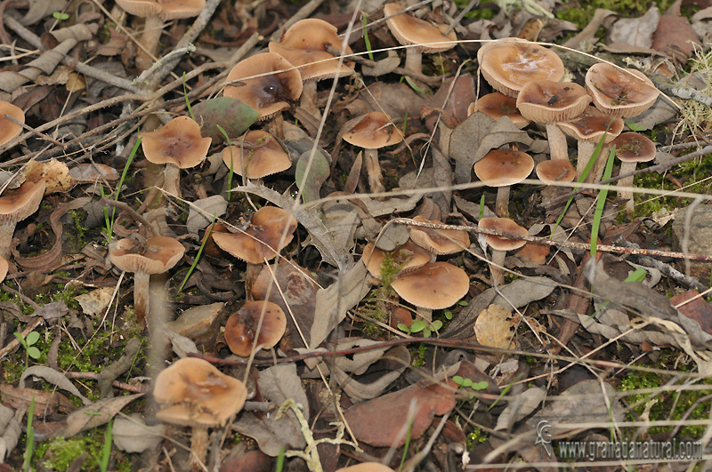 Hebeloma de las jaras