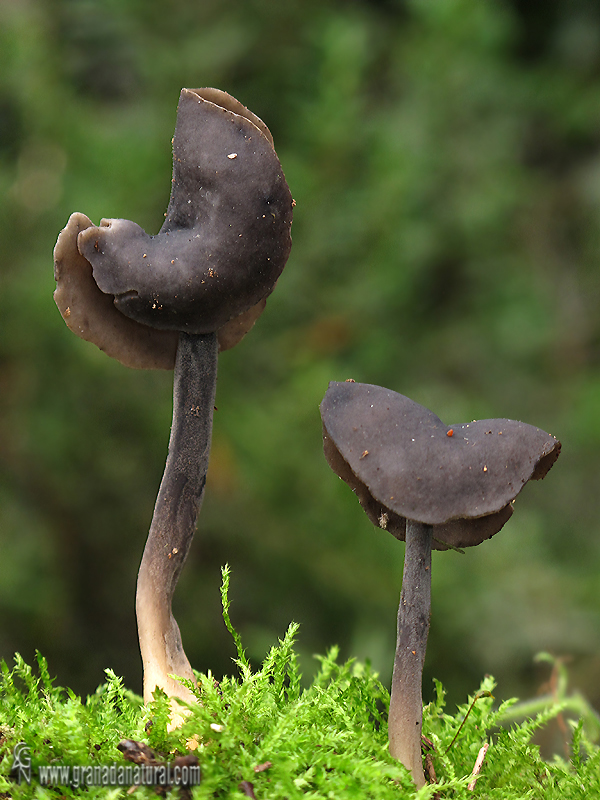 Helvella atra . Ascomycetes de Granada