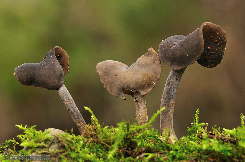 Helvella atra Holmskj:Fr. Ascomycetes de Granada