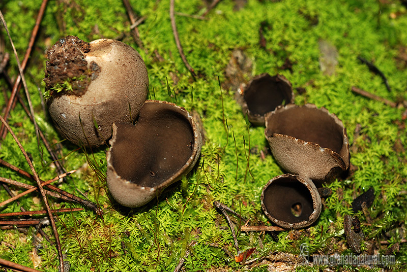 Helvella leucomelaena hábitat. Hongos de Granada