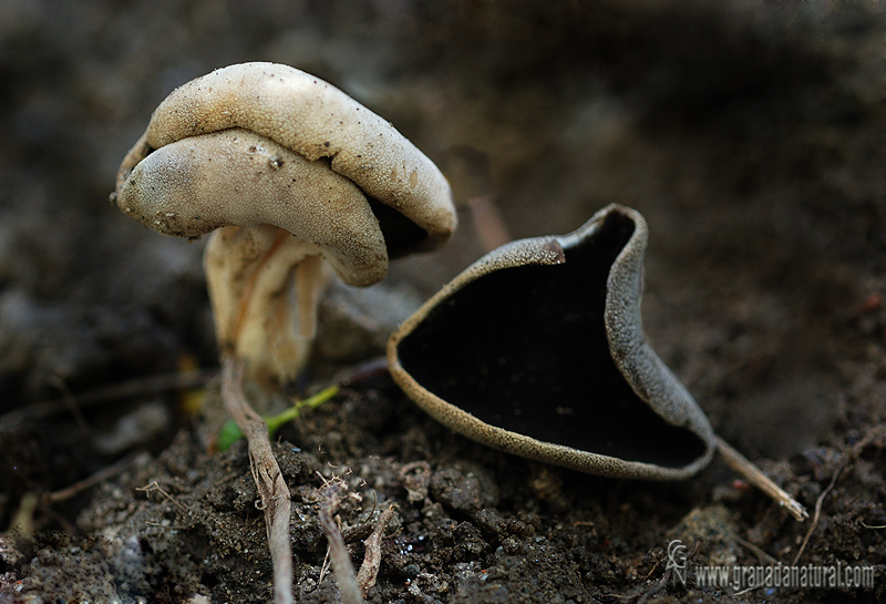 Helvella queletii