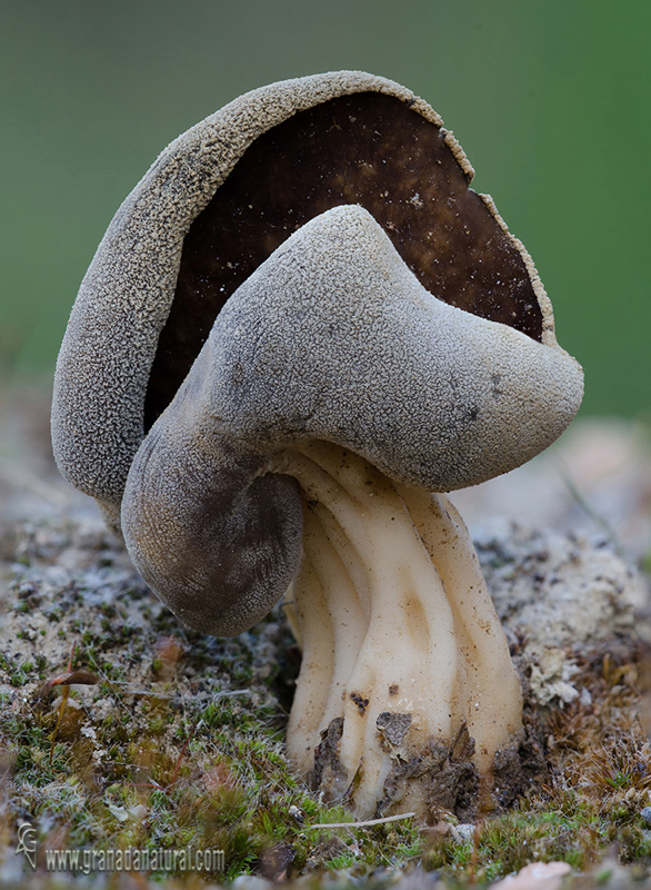 Helvella queletii 4