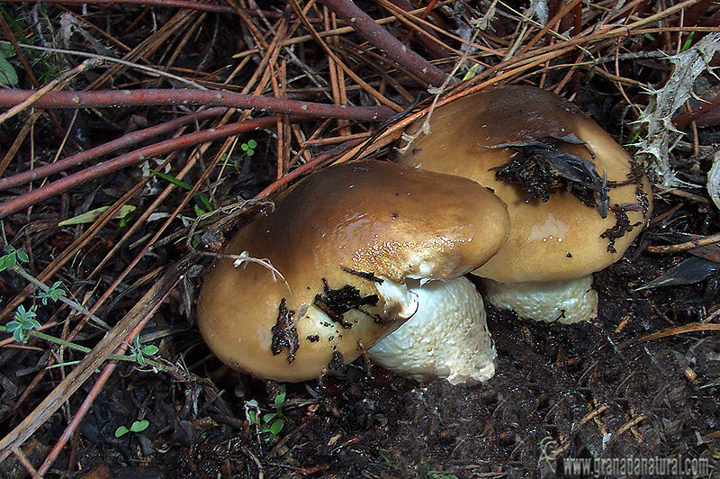 Llenega gris, llenega negra, mocosa.