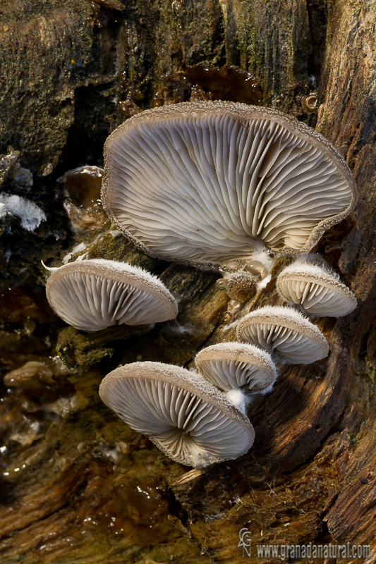 Hohenbuehelia mastrucata (Fr.) Sing.2