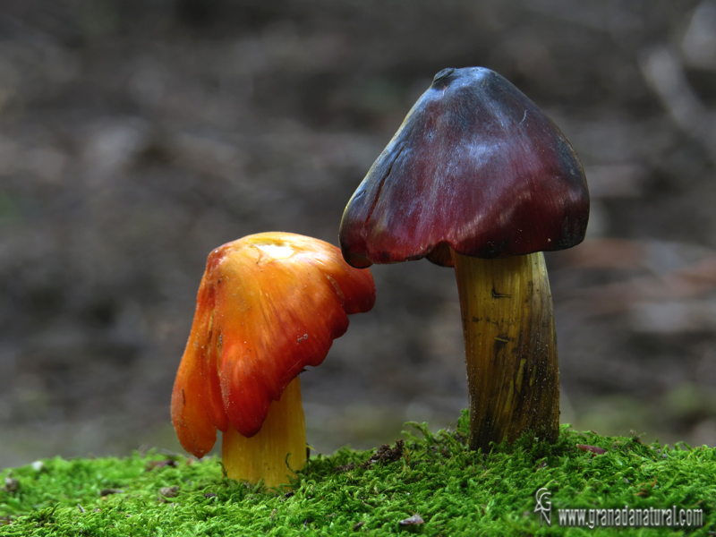 Hygrocybe pseudoconica. Hongos de Granada