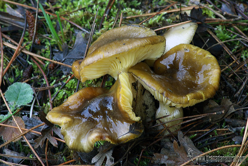 Hygrophorus hypothejus