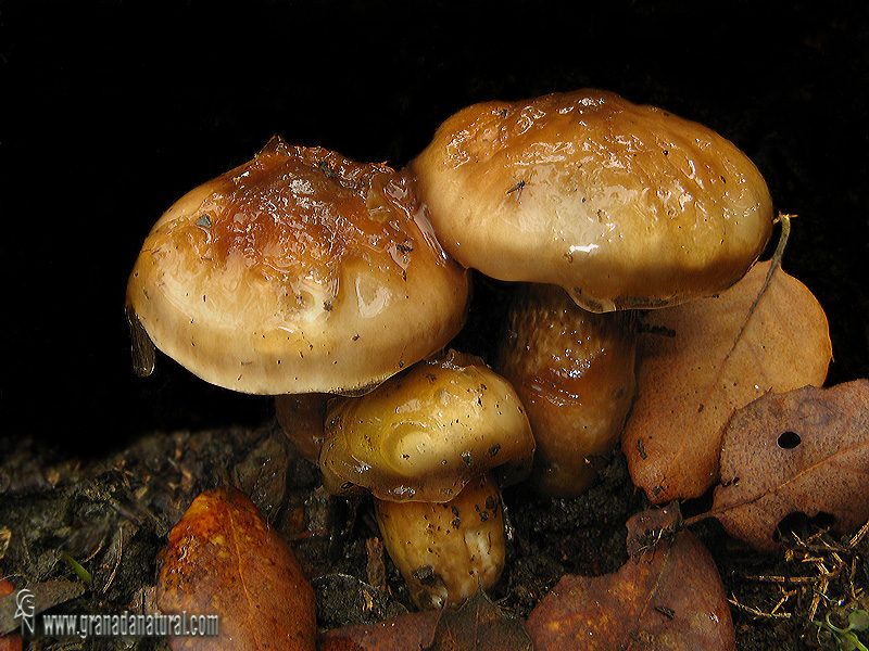 Hygrophorus persoonii. Hongos de Granada