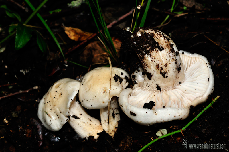 Hygrophorus cossus. Setas de Granada