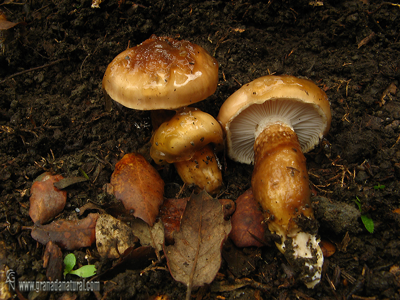 Hygrophorus personii Arnold ( pi y lminas) Hongos de Granada