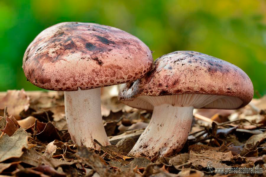 Hygrophorus russula. Hongos de Granada