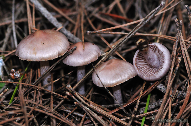 Sombrerillo de chino. Sombrericos