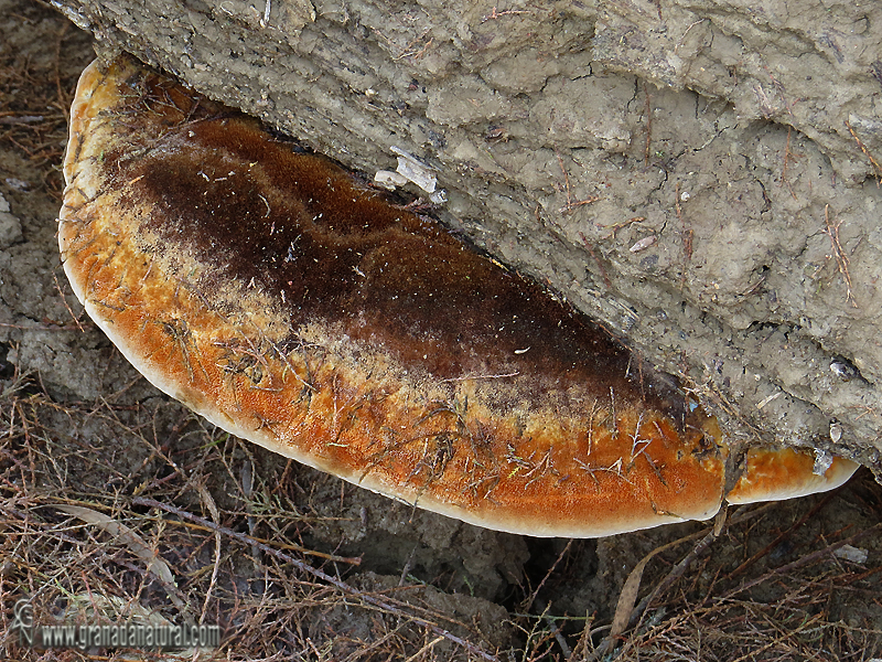 Inonotus tamaricis pileo. Aphillophorales de Granada