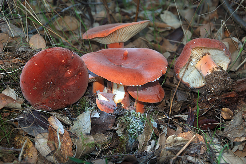 Lactarius rugatus Kühner & Romagn. Setas de Granada