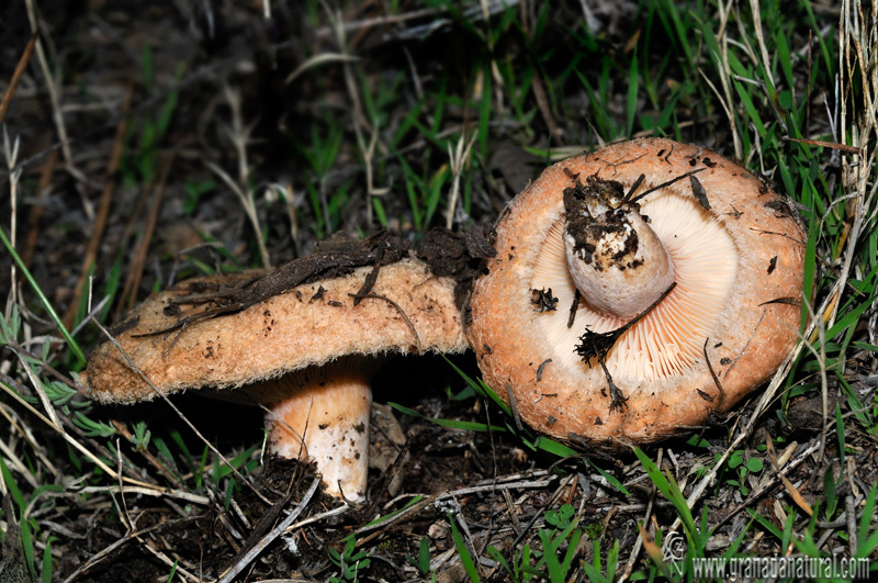 Lactarius tesquorum. Setas de Granada