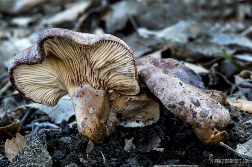 Lactarius uvidus Fr. Hongos de Granada