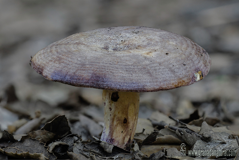 Lactarius violascens (Otto) Fr.