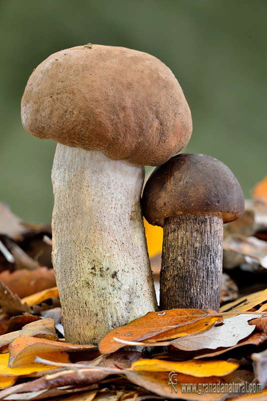 Leccinum duriusculum. Boletaceas de Granada