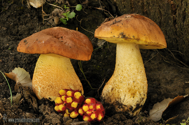 Leccinum lepidum ( Bouchet ex Esssette). Hongos de Granada