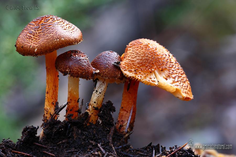 Lepiota castanea Quél. Hongos de Granada