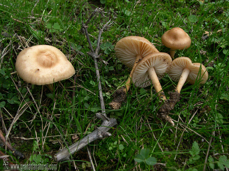 Marasmius oreades. Hongos de Granada