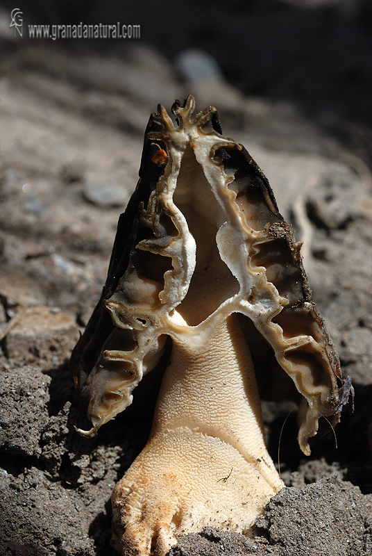 Mytrophora semilibera corte. Setas de Granada