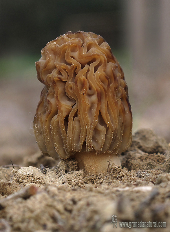 Morchella populiphila. Ascomycetes de Granada