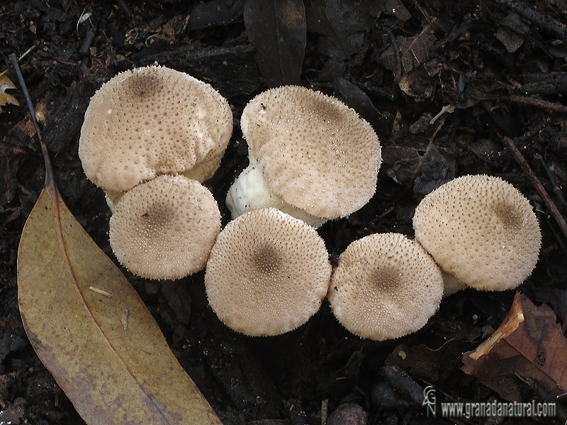 Morganella pyriformis. Gasteromycetes de Granada