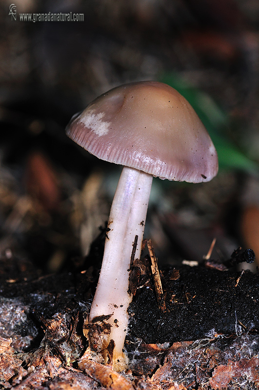 Mycena rosada