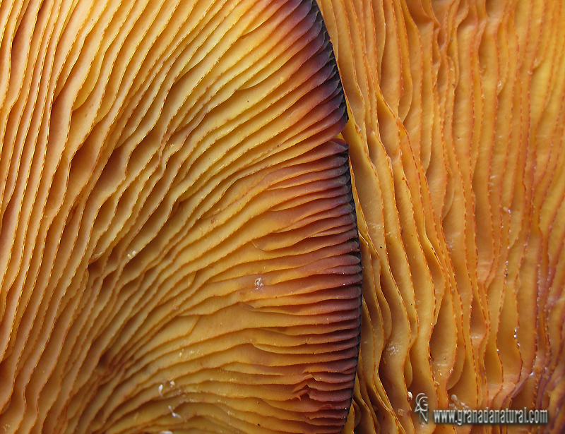 Omphalotus olearius ( detalle de las lminas). Hongos de Granada