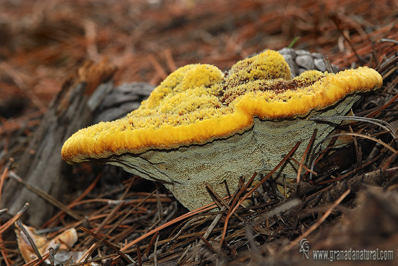 Phaeolus schweinitzii. Aphyllophorales de Granada