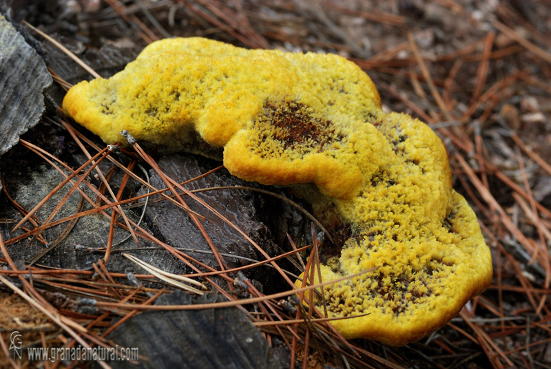 Phaeolus schweinitzii (Fr.) Pat. Aphyllophorales de Granada