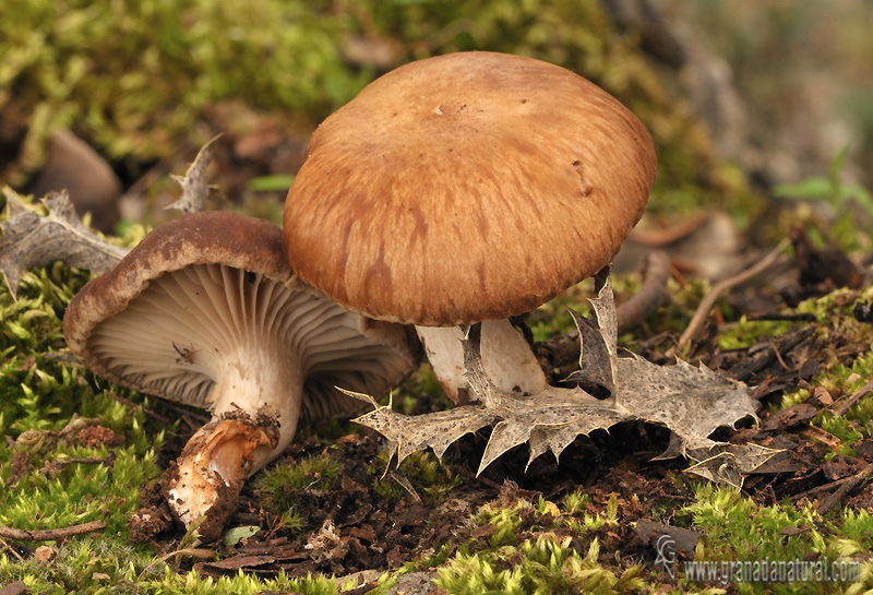 Pleurotus eryngii. Hongos de Granada