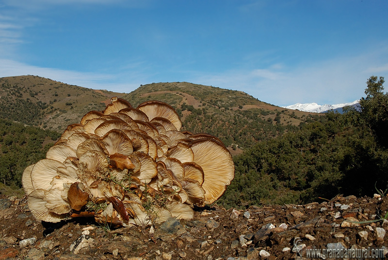 Pleurotus ostreatus ( Himenio). Setas de Granada