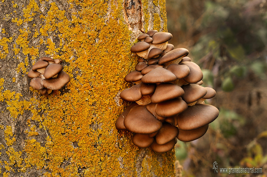 Pleurotus ostreatus (Jacq.) Khum. Hongos de Granada