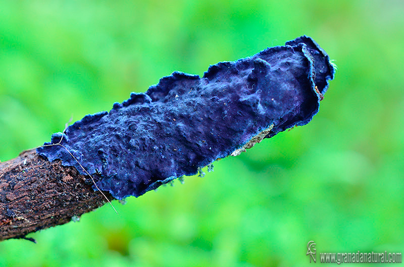 Costra azul,Corticiáceo azulado.