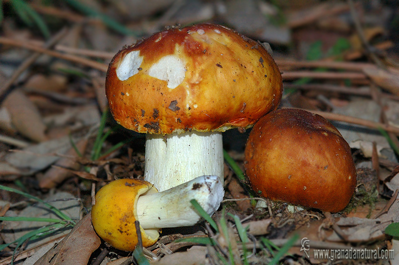 Russula aurea. Hongos de Granada