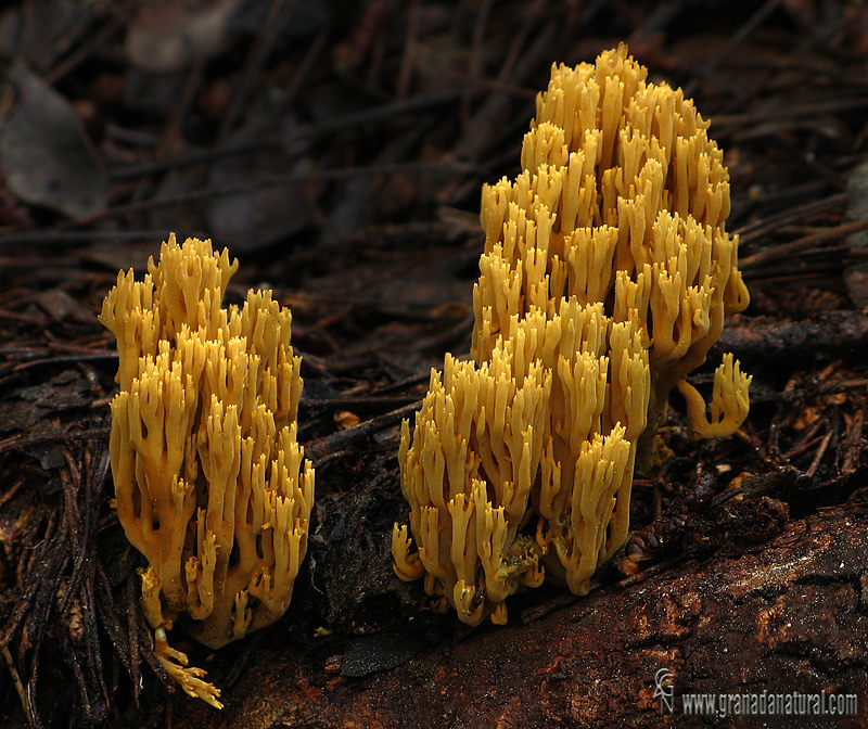 Ramaria apretada