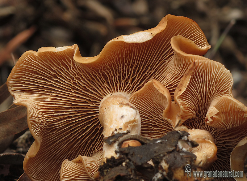 Rhodocybe gemina var. mauretanica (R. Maire) Sr. Bueno