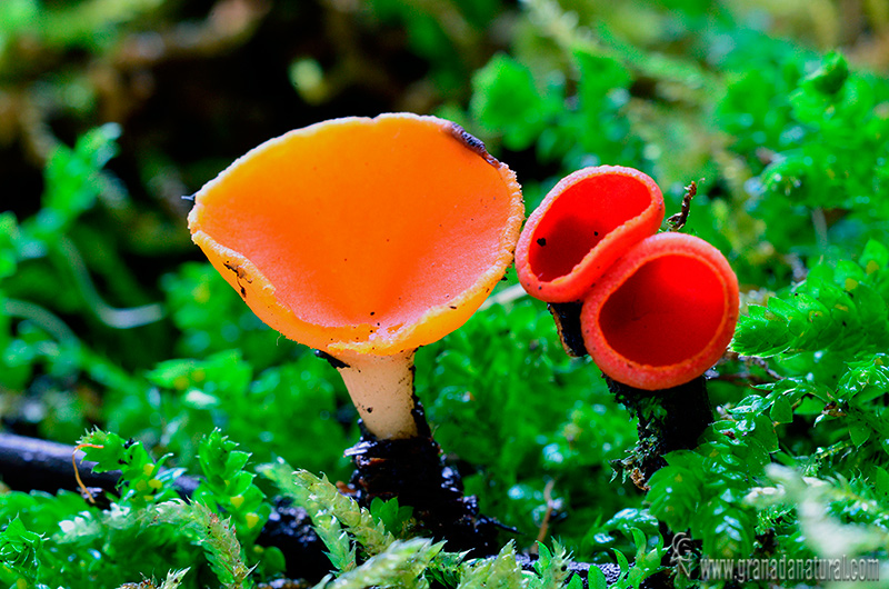 Sarcoscypha coccinea var. aurantiaca. Ascomycetes de Granada