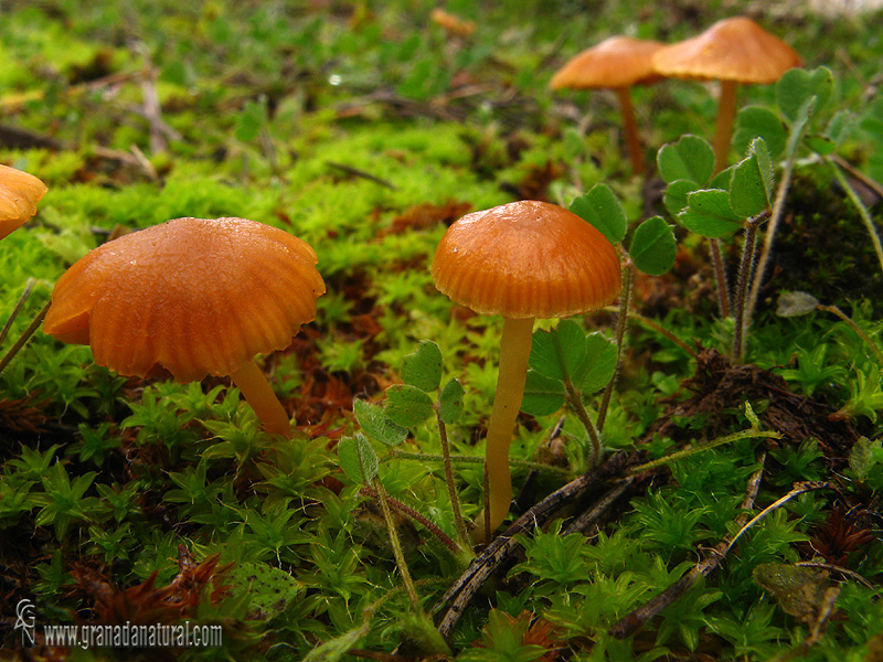 Galerina sp.2