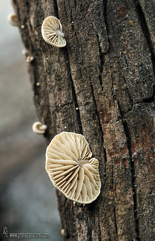 Simocybe haustellaris (Fr.) Watling . Hongos de Granada