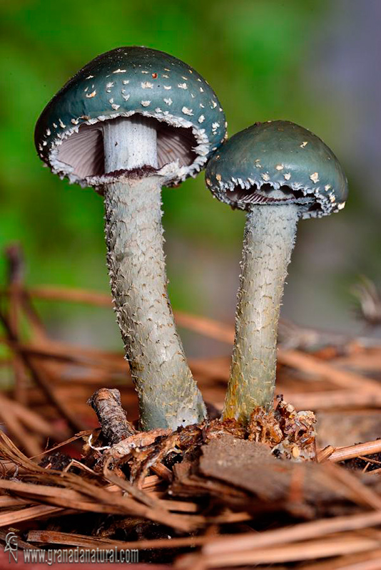 Stropharia verde