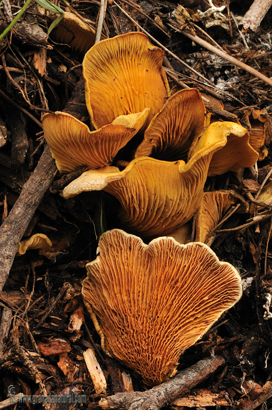 Paxillus panuoides (Fr.:Fr.) Fr.