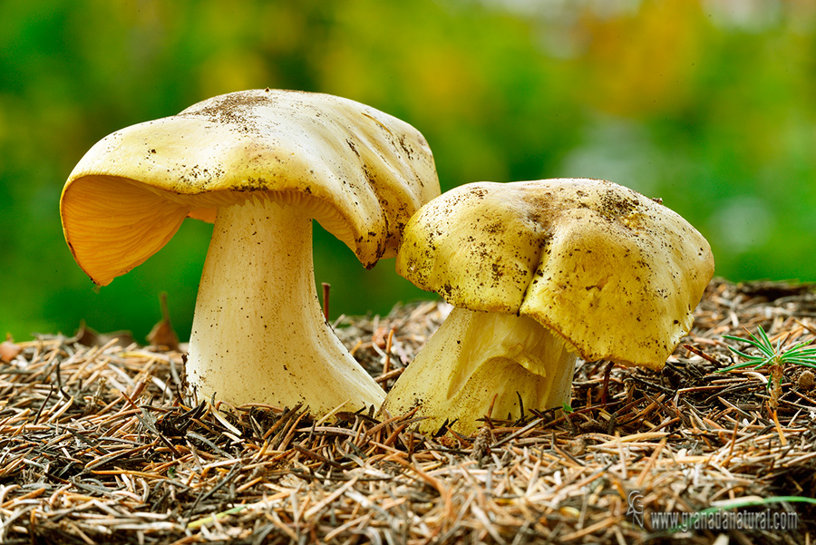 Tricholoma equestre var. equestre. Hongos de Granada