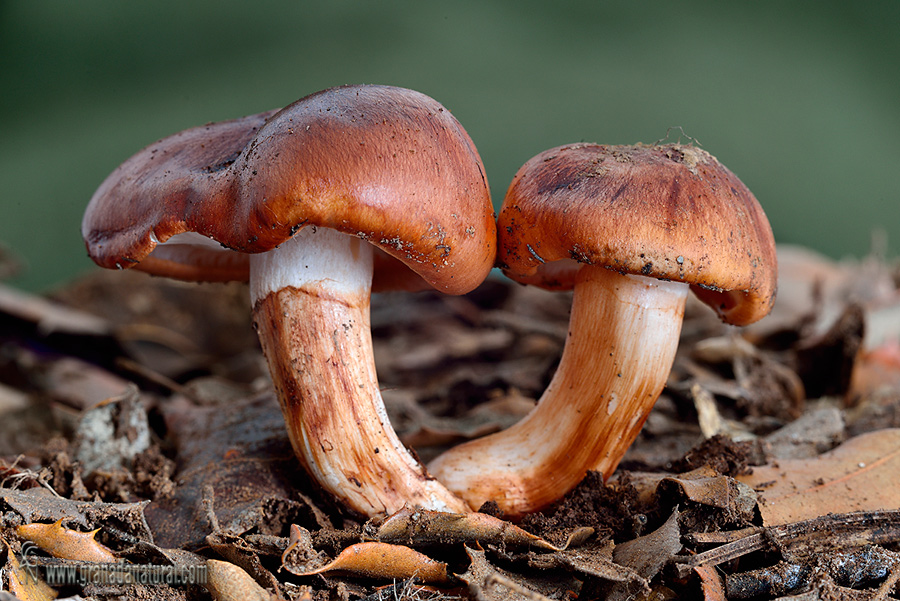 Tricholoma fracticum. Hongos de Granada