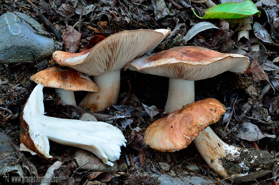 Tricholoma populinum Lange. Hongos de Granada