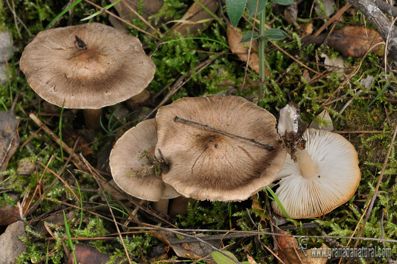 Tricholoma scalpturatum (Fr.) Qul. Hongos de Granada